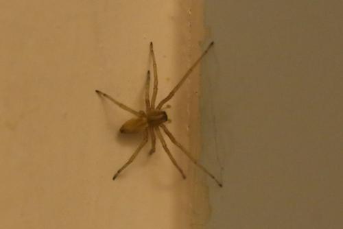 Réf. 230 835 : Cheiracanthium mildei