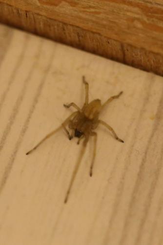 Réf. 230 836 : Cheiracanthium mildei