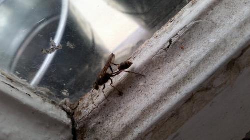 Sceliphron curvatum