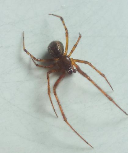 Parasteatoda tepidariorum