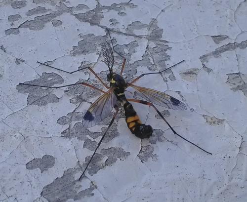 Ctenophora festiva
