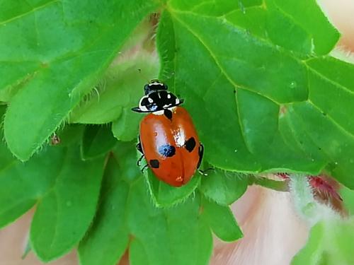 Hippodamia variegata
