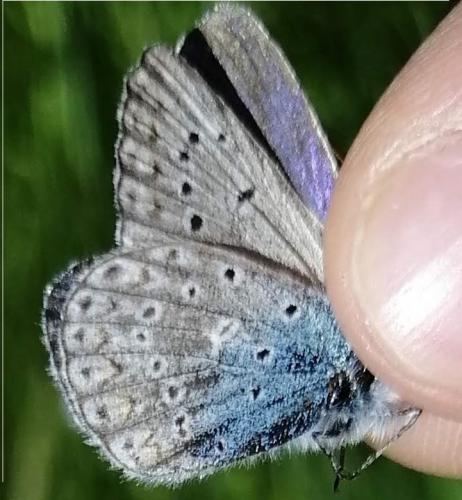 Réf. 230 293 : Polyommatus sp.