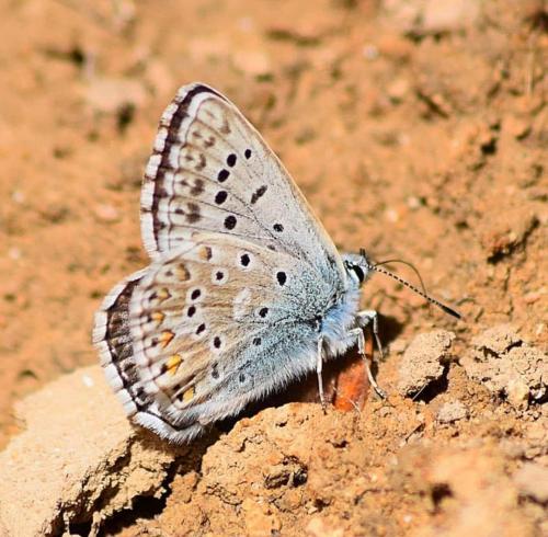 Réf. 230 267 : Polyommatus hispana