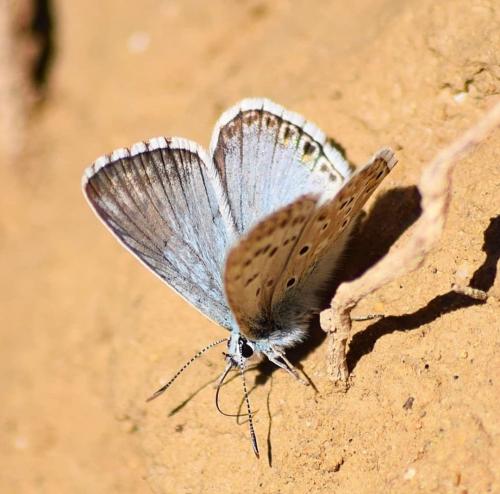 Réf. 230 268 : Polyommatus hispana