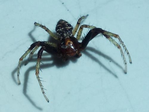Réf. 230 333 : Xysticus lanio