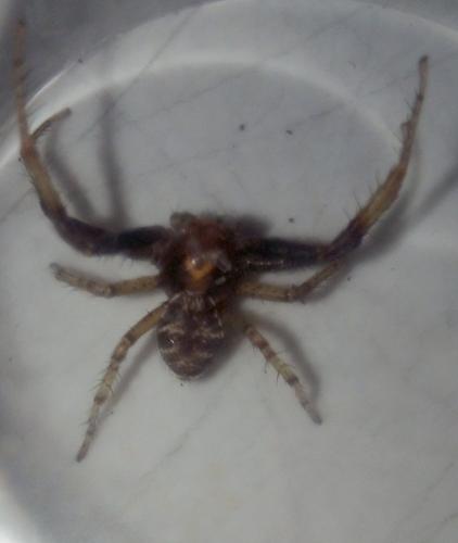 Xysticus lanio