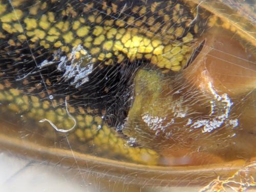 Tetragnatha sp.