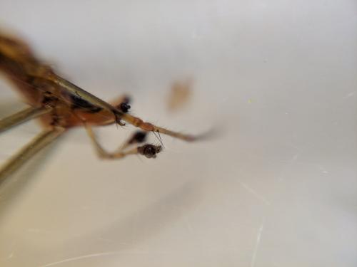 Réf. 230 593 : Tetragnatha sp.