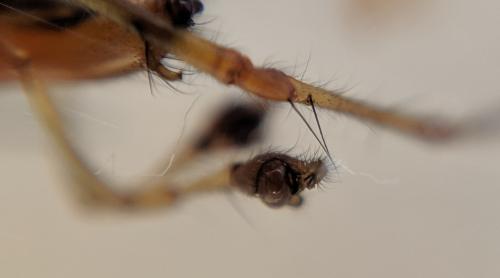 Tetragnatha sp.