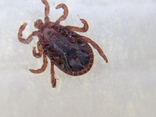 Haemaphysalis punctata