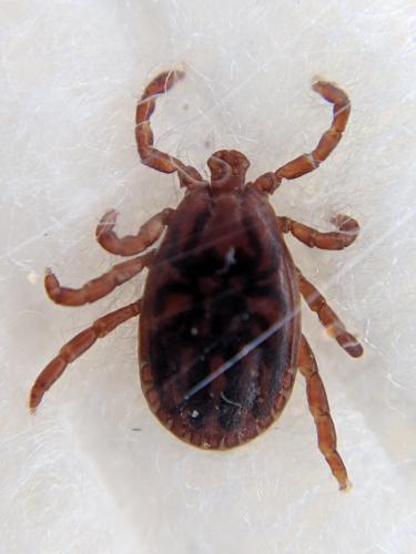 Haemaphysalis punctata