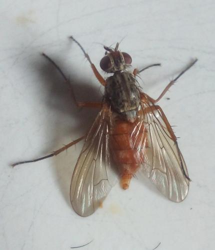 Réf. 230 479 : Pegomya sp.