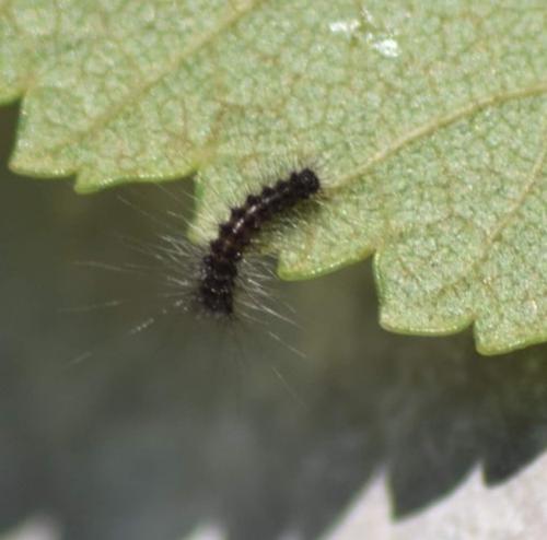 Lymantria dispar