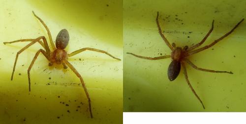 Philodromus sp.