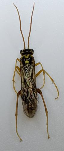 Réf. 230 874 : Tenthredopsis sp.