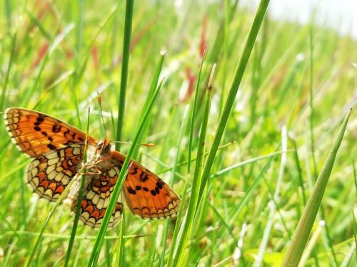 Melitaea parthenoides