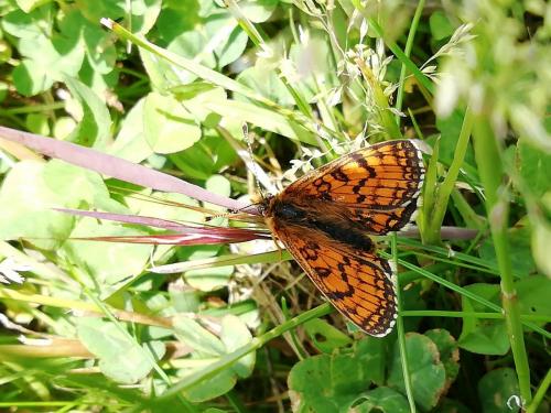 Melitaea parthenoides