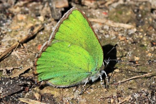 Réf. 230 313 : Callophrys rubi