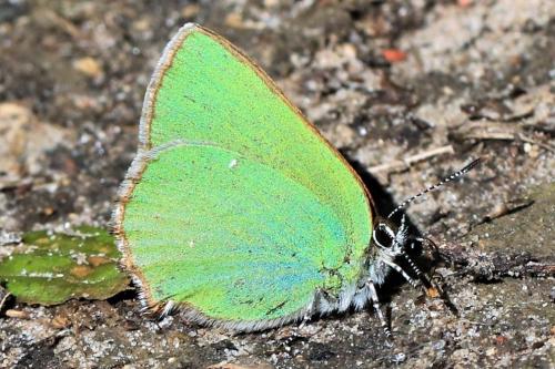 Réf. 230 314 : Callophrys rubi