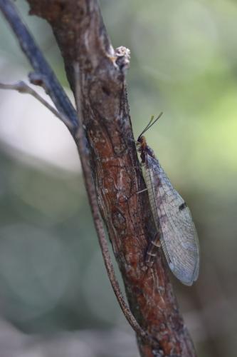 Megistopus flavicornis