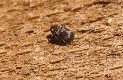 Ptinomorphus regalis