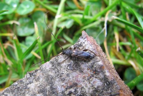 Réf. 230 772 : Glaphyra marmottani