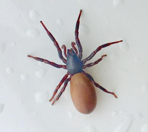 Dysdera nicaeensis