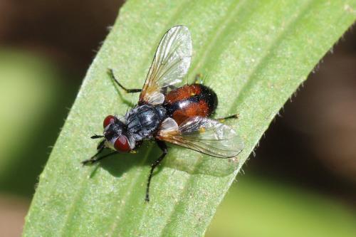 Besseria lateritia