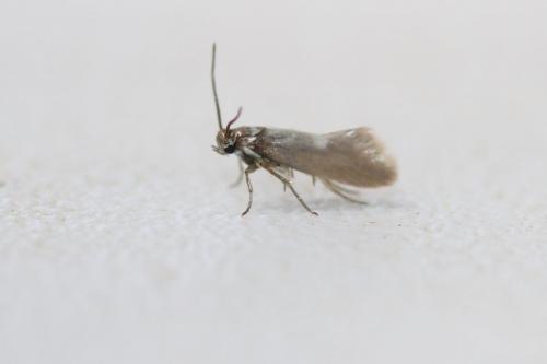 Heliozela sp.