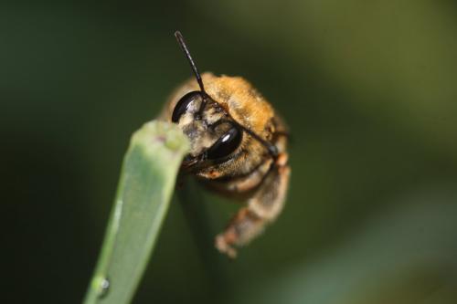 Réf. 230 316 : Eucera pollinosa