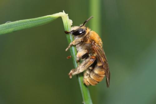 Réf. 230 315 : Eucera pollinosa