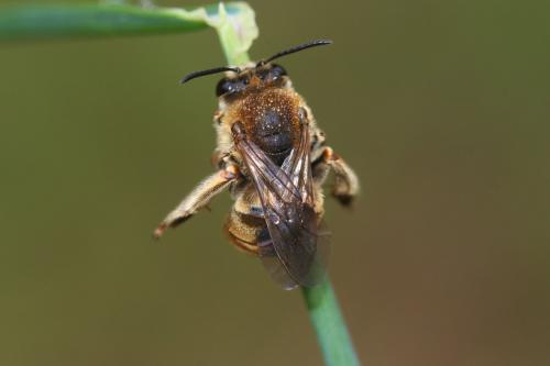 Réf. 230 317 : Eucera pollinosa