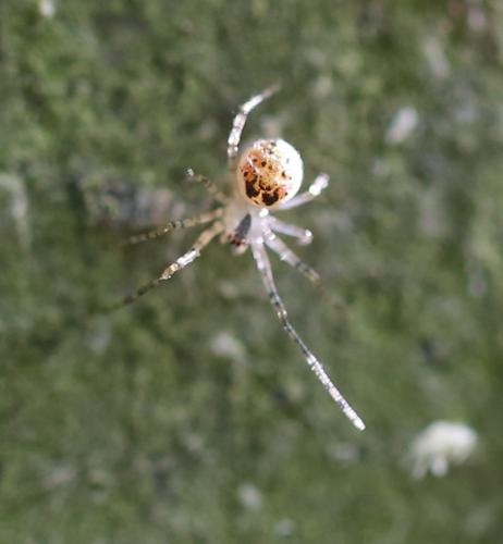 Réf. 230 814 : Platnickina tincta