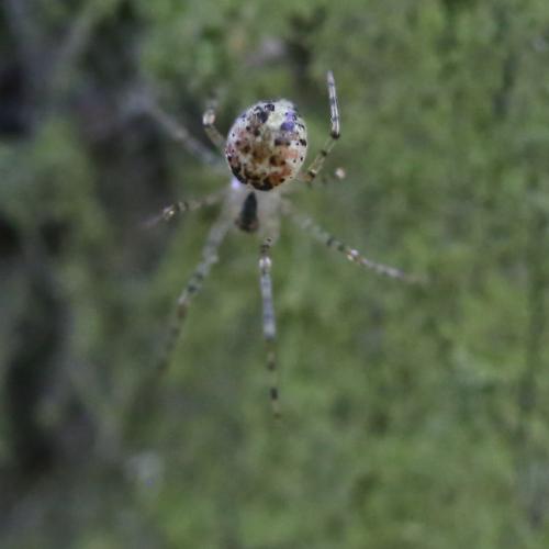Platnickina tincta