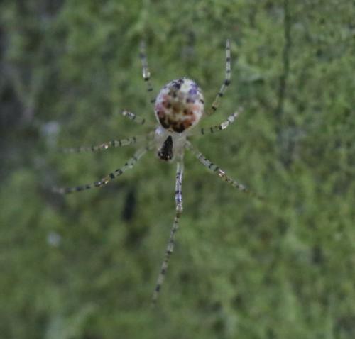 Platnickina tincta