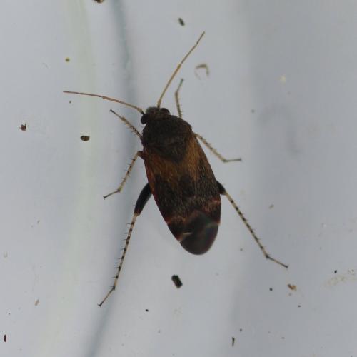 Réf. 230 039 : Psallus sp.
