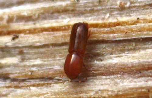 Réf. 230 965 : Xyleborus monographus