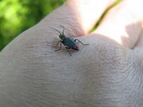 Malachius bipustulatus