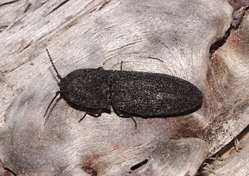 Réf. 230 380 : Lacon punctatus