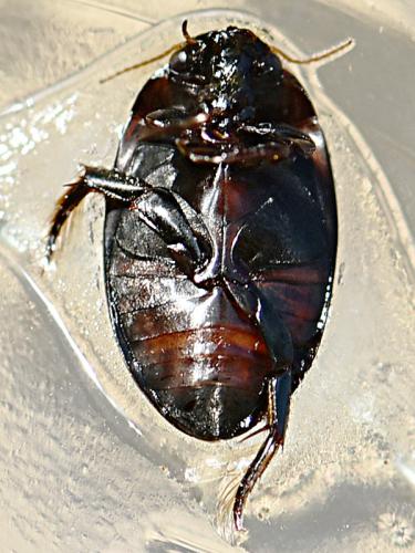 Réf. 230 550 : Agabus bipustulatus