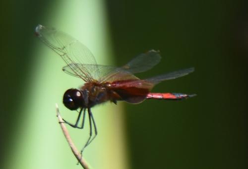 Réf. 230 887 : Tramea limbata