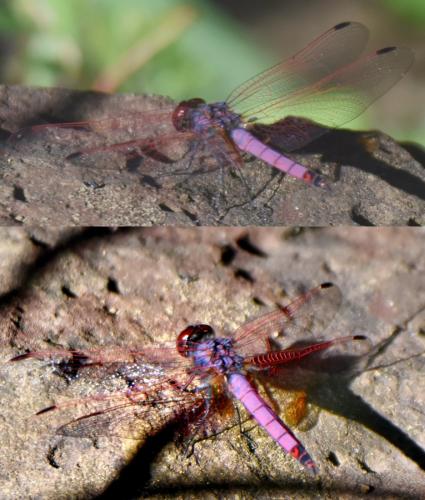 Réf. 230 608 : Trithemis annulata
