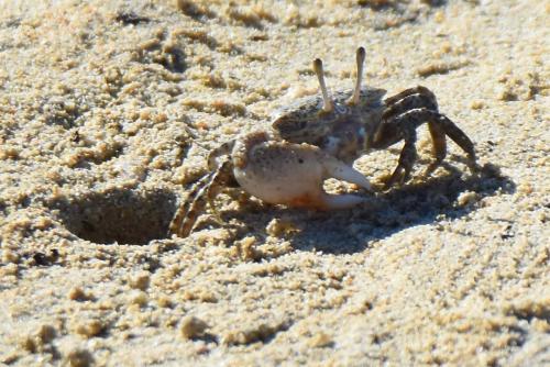 Gelasimus tetragonon