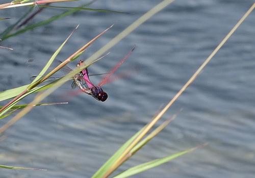 Réf. 230 302 : Trithemis annulata