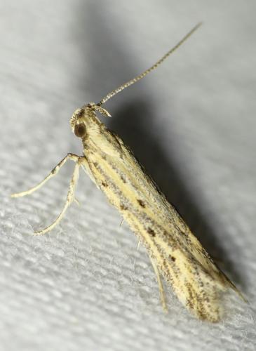 Réf. 230 635 : Metzneria sp.