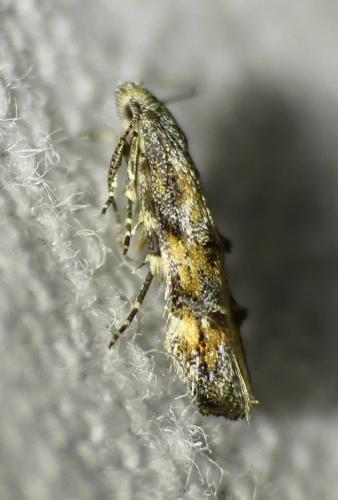 Réf. 230 930 : Mompha miscella