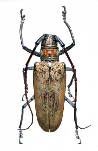 Réf. 230 670 : Batocera numitor titana