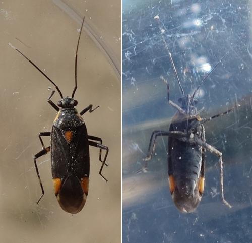 Réf. 230 370 : Capsodes flavomarginatus