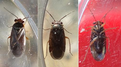 Strongylocoris cicadifrons